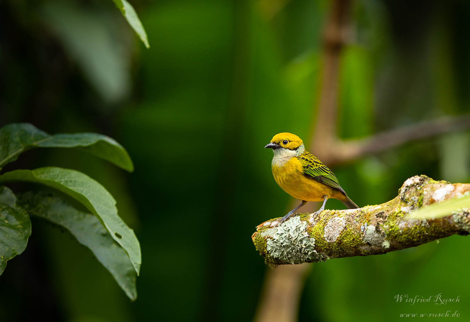 image Silver-throated Tanager